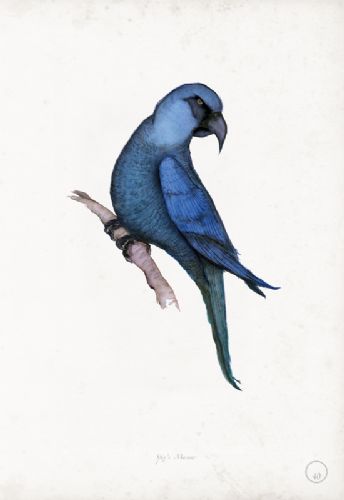 Spix’s Macaw - artist signed print